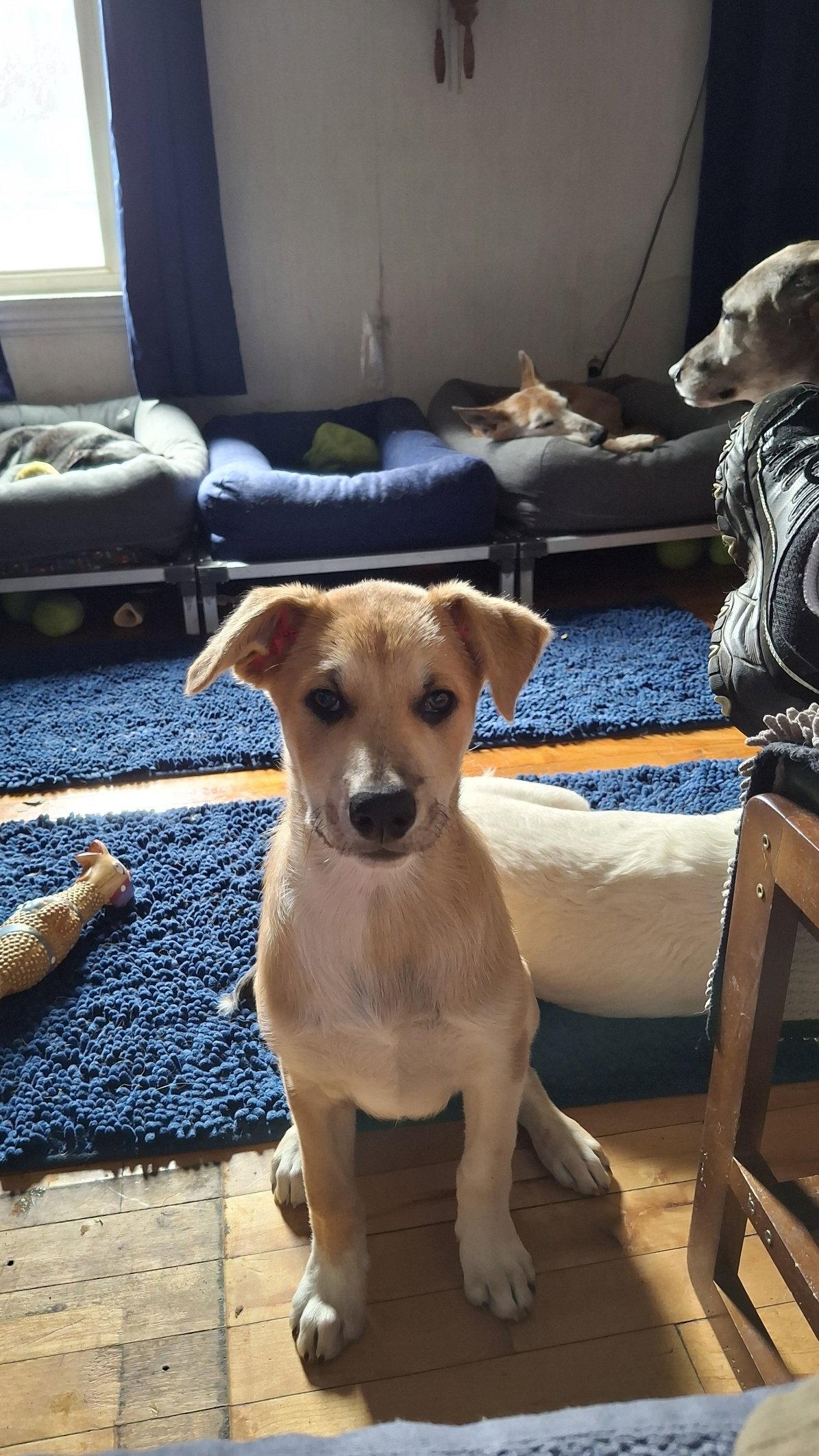 LOLA, a Adoptable mixed breed in Sebec, ME image 2/3
