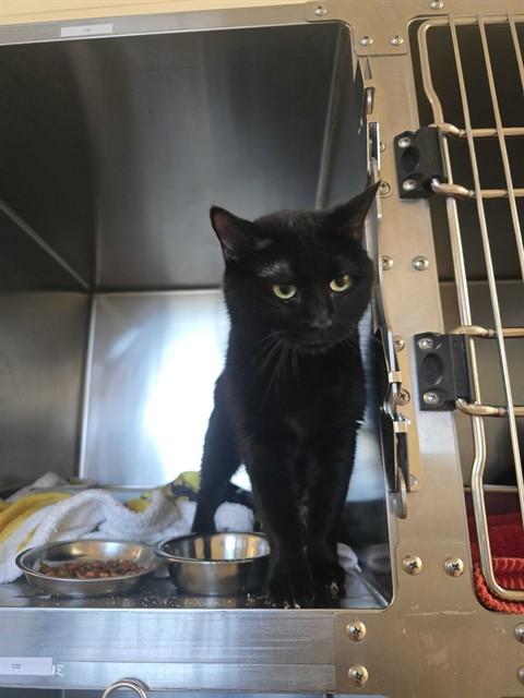 SPOCK, Adoptable, Adult Female Domestic Short Hair.