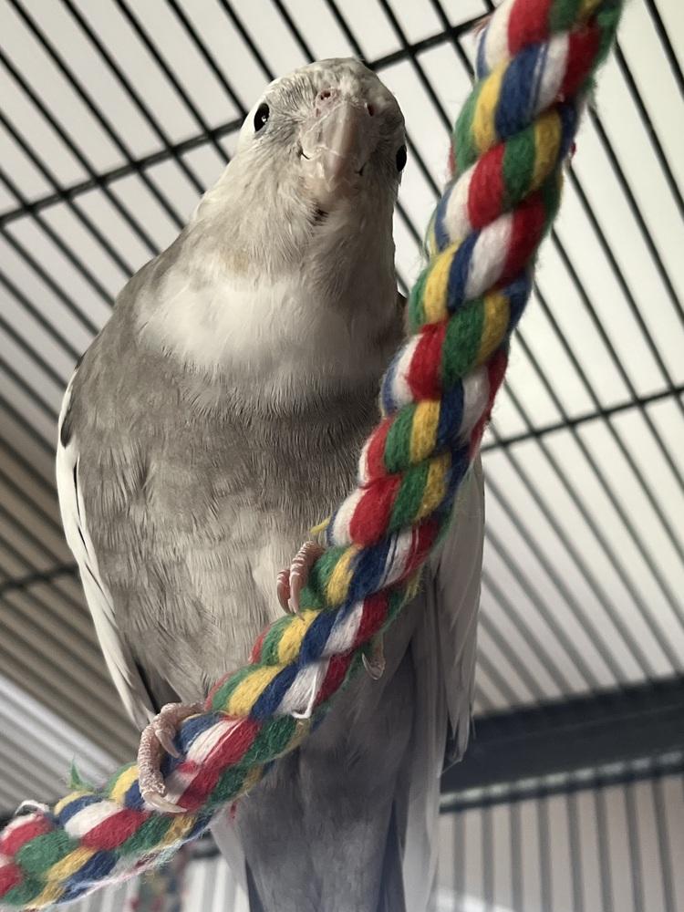 Bubbles (to be adopted with his friends Cherry and Pika), Adoptable, Adult Male Cockatiel.