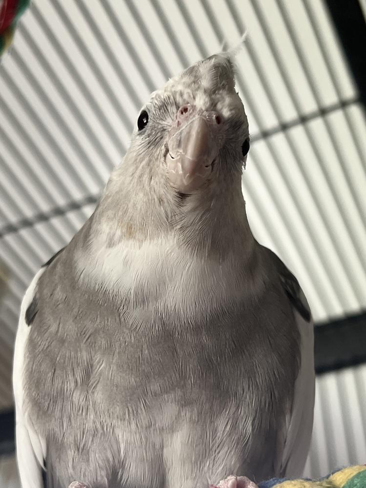 Enlarge Bubbles (to be adopted with his friends Cherry and Pika), a Adoptable Cockatiel in Pittsburgh, PA image 2/6