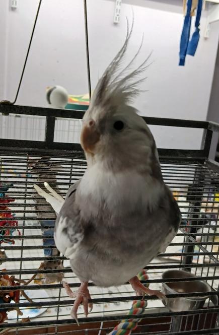 Enlarge Bubbles (to be adopted with his friends Cherry and Pika), a Adoptable Cockatiel in Pittsburgh, PA image 3/6