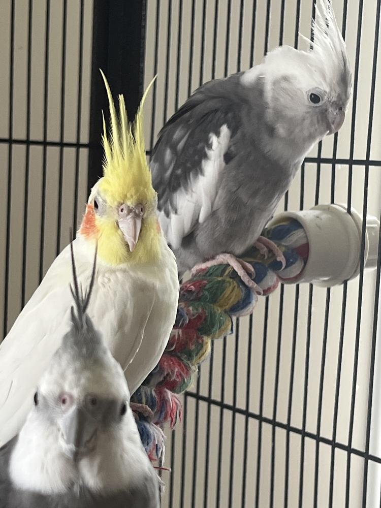 Enlarge Bubbles (to be adopted with his friends Cherry and Pika), a Adoptable Cockatiel in Pittsburgh, PA image 4/6