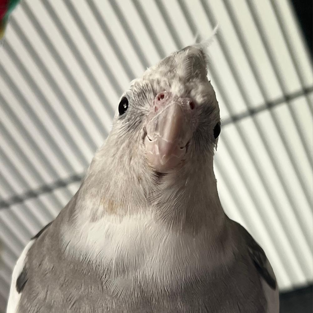 Enlarge Bubbles (to be adopted with his friends Cherry and Pika), a Adoptable Cockatiel in Pittsburgh, PA image 5/6