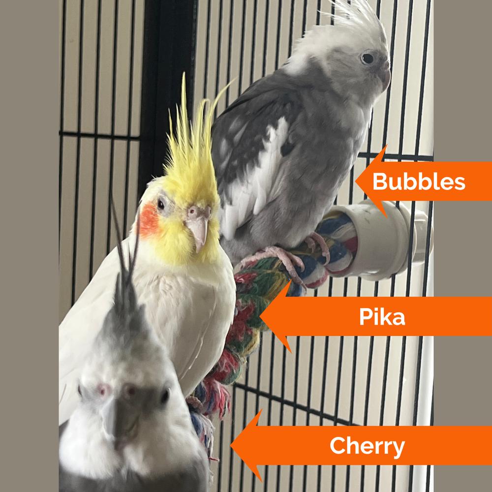 Enlarge Bubbles (to be adopted with his friends Cherry and Pika), a Adoptable Cockatiel in Pittsburgh, PA image 6/6