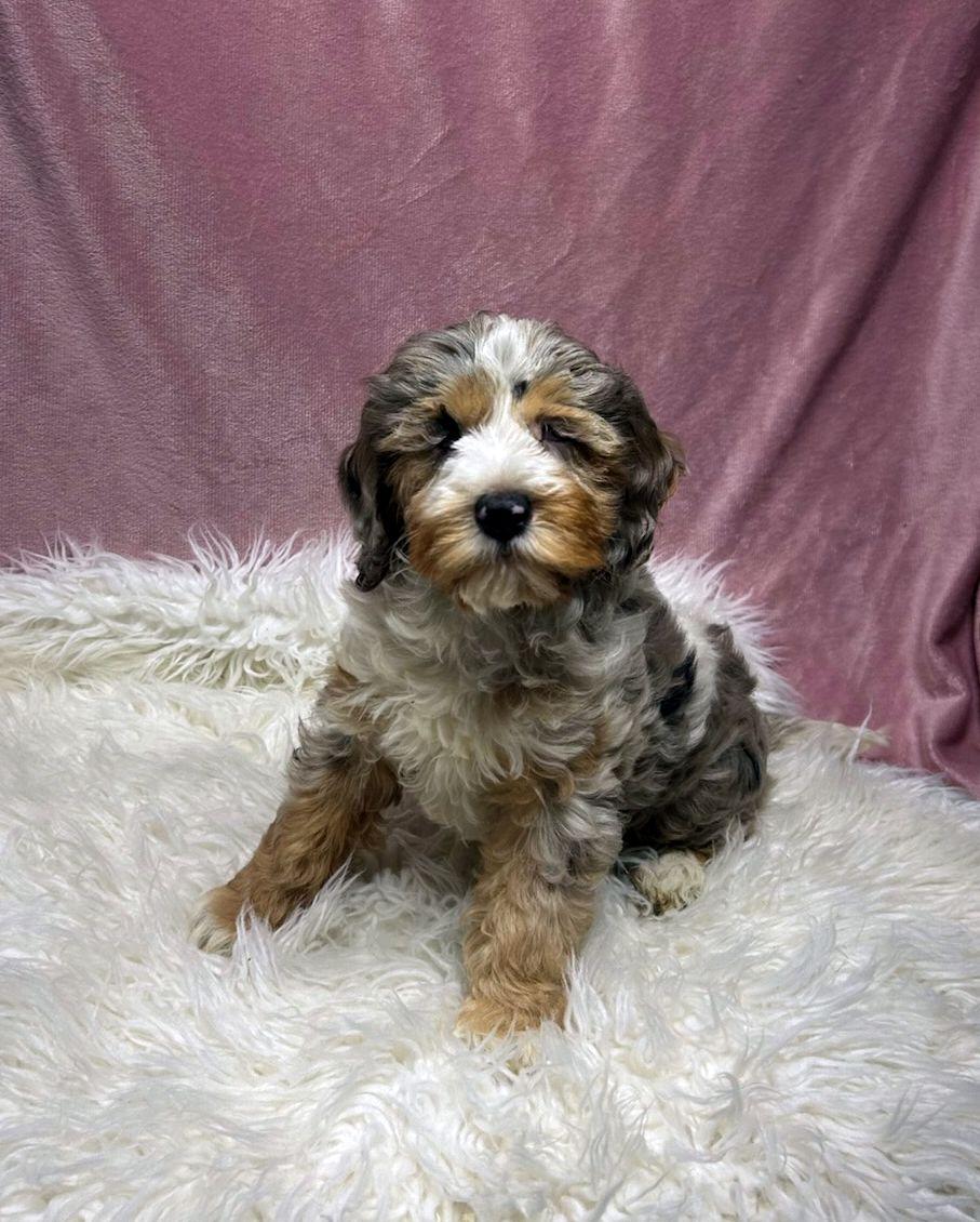 SPRINKLES (ohiosdrescue@gmail.com), adopted, Puppy Female Cockapoo.