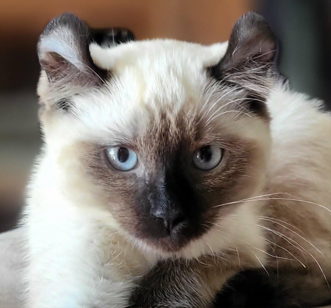 Enlarge Fleur, a Adoptable Manx in Montreal, QC image 2/3