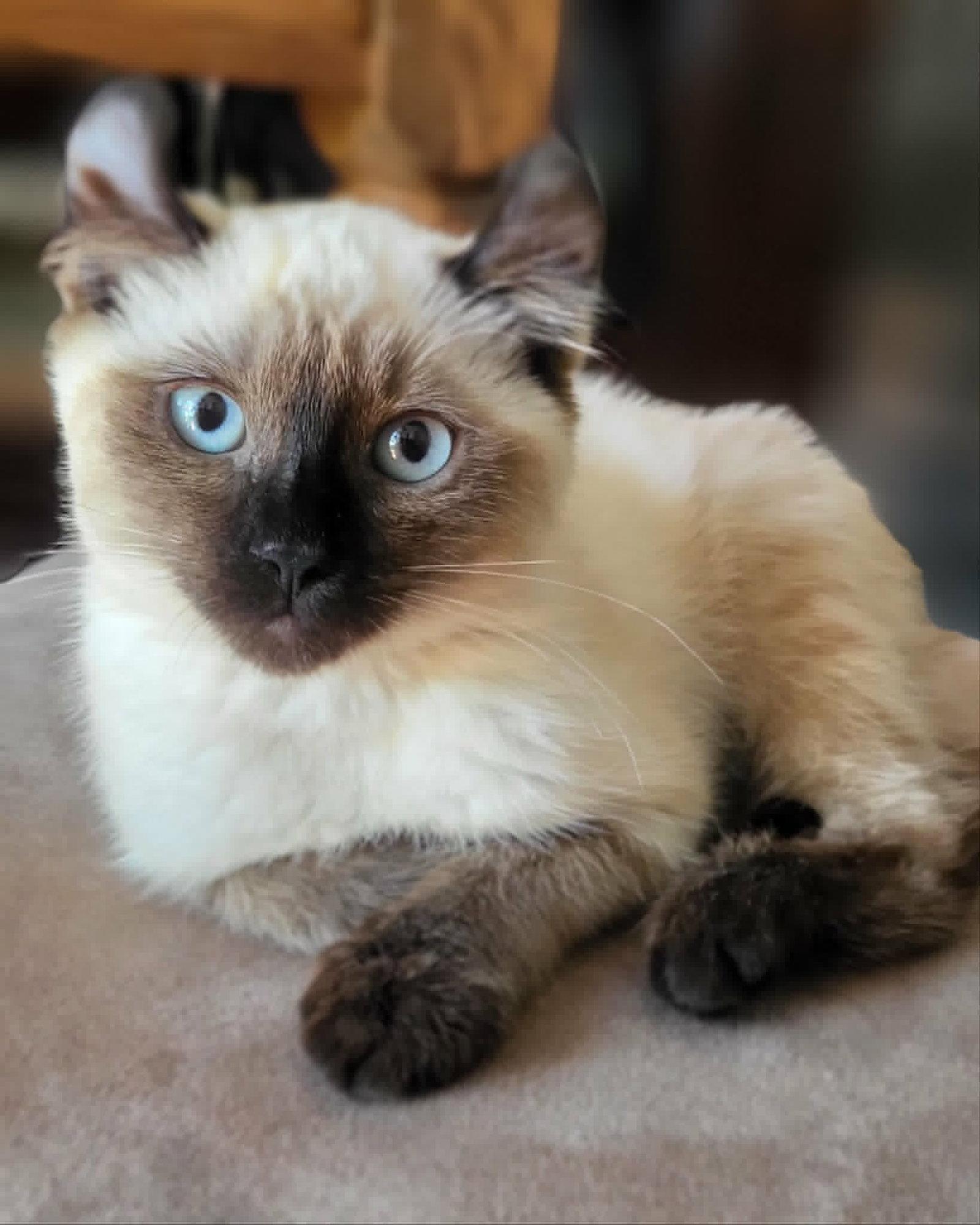 Enlarge Fleur, a Adoptable Manx in Montreal, QC image 3/3