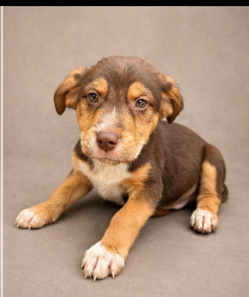 Enlarge Pickles, a Adoptable mixed breed in Hardeeville, SC image 1/1