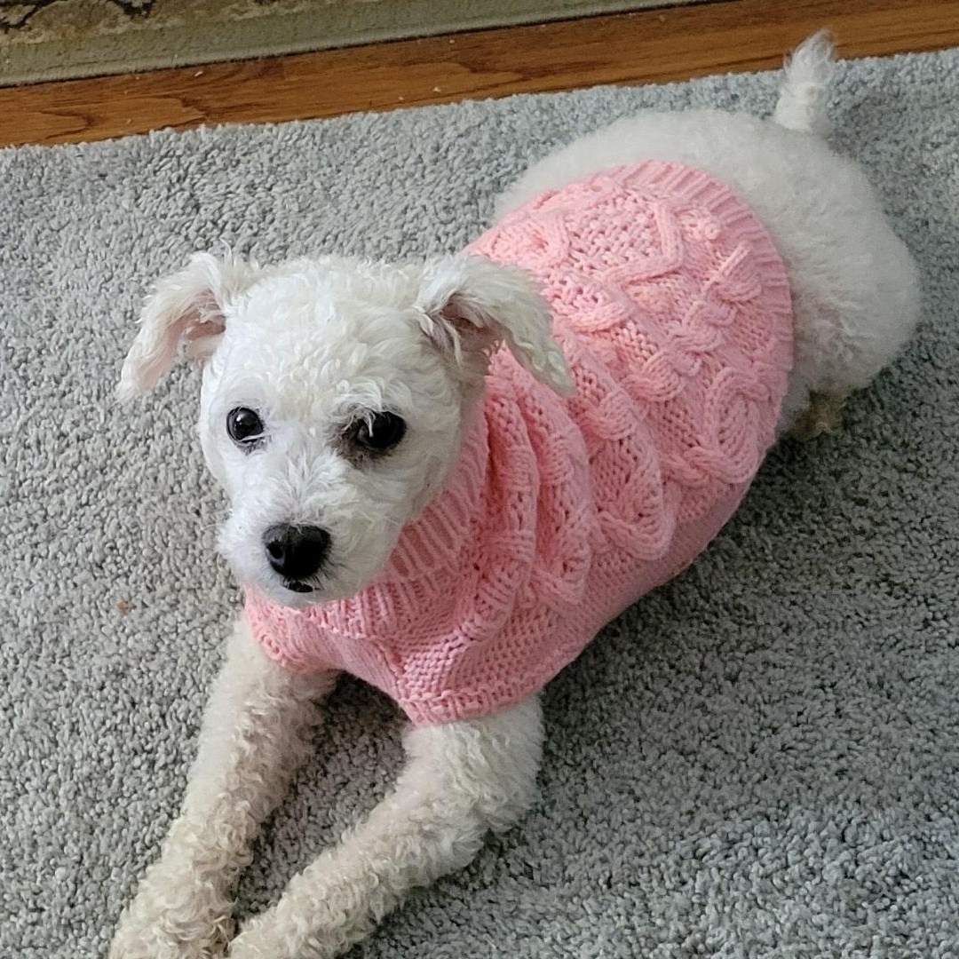 Enlarge Mandy, a ADOPTABLE Poodle in Lexington, KY image 1/3