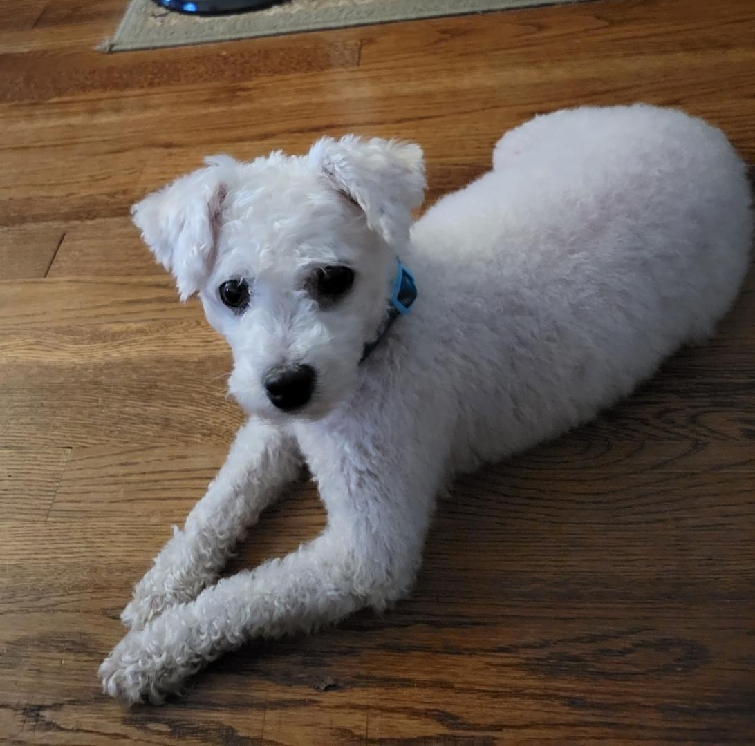 Enlarge Mandy, a ADOPTABLE Poodle in Lexington, KY image 3/3