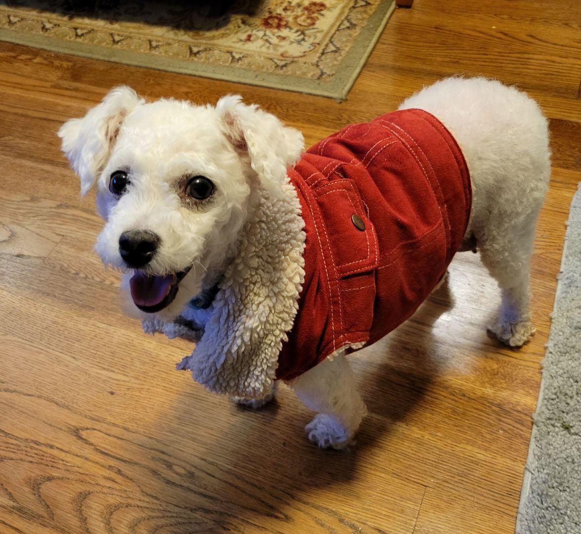 Enlarge Mandy, a ADOPTABLE Poodle in Lexington, KY image 2/3