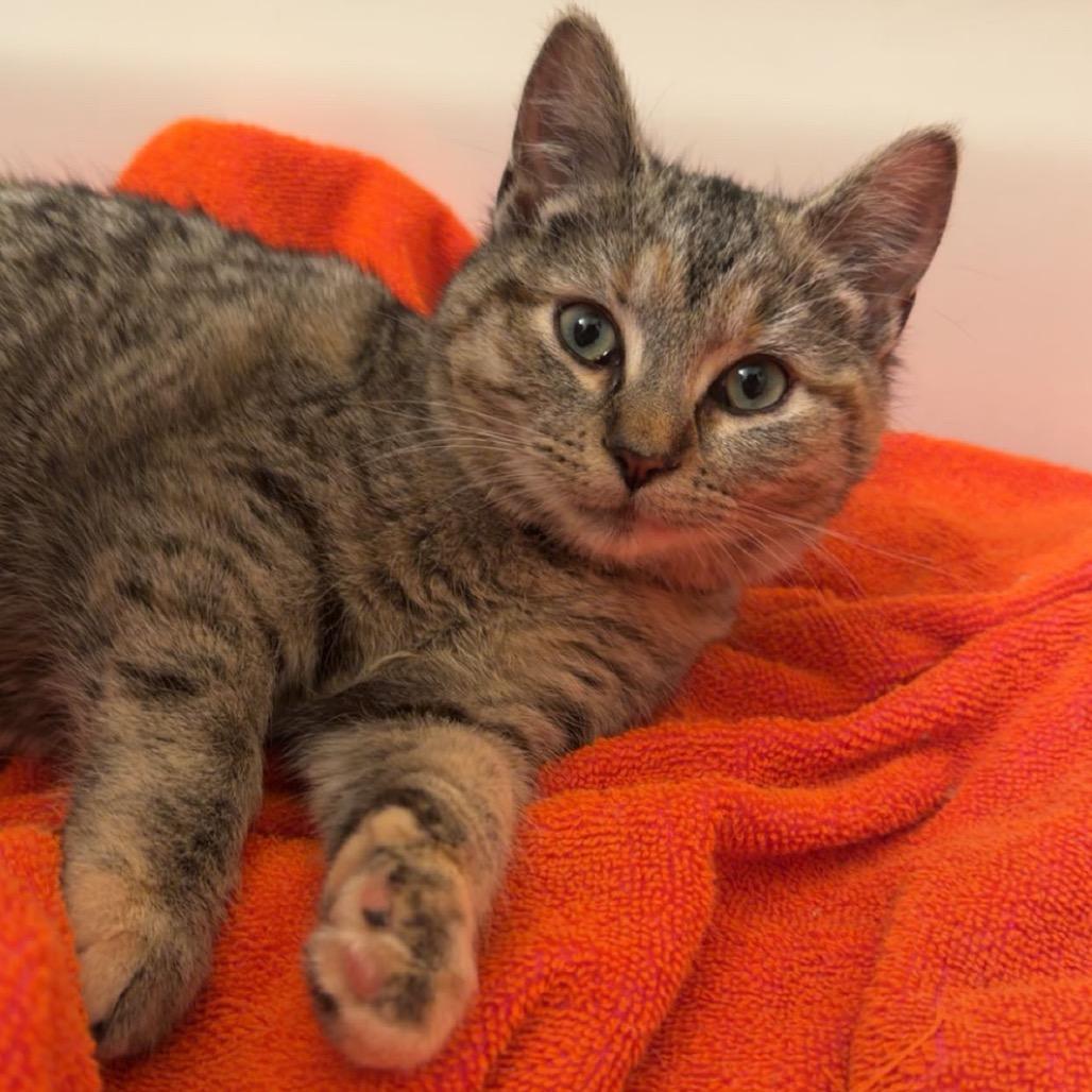 Enlarge Honey, a Adoptable Domestic Short Hair in Harrisonburg, VA image 2/3