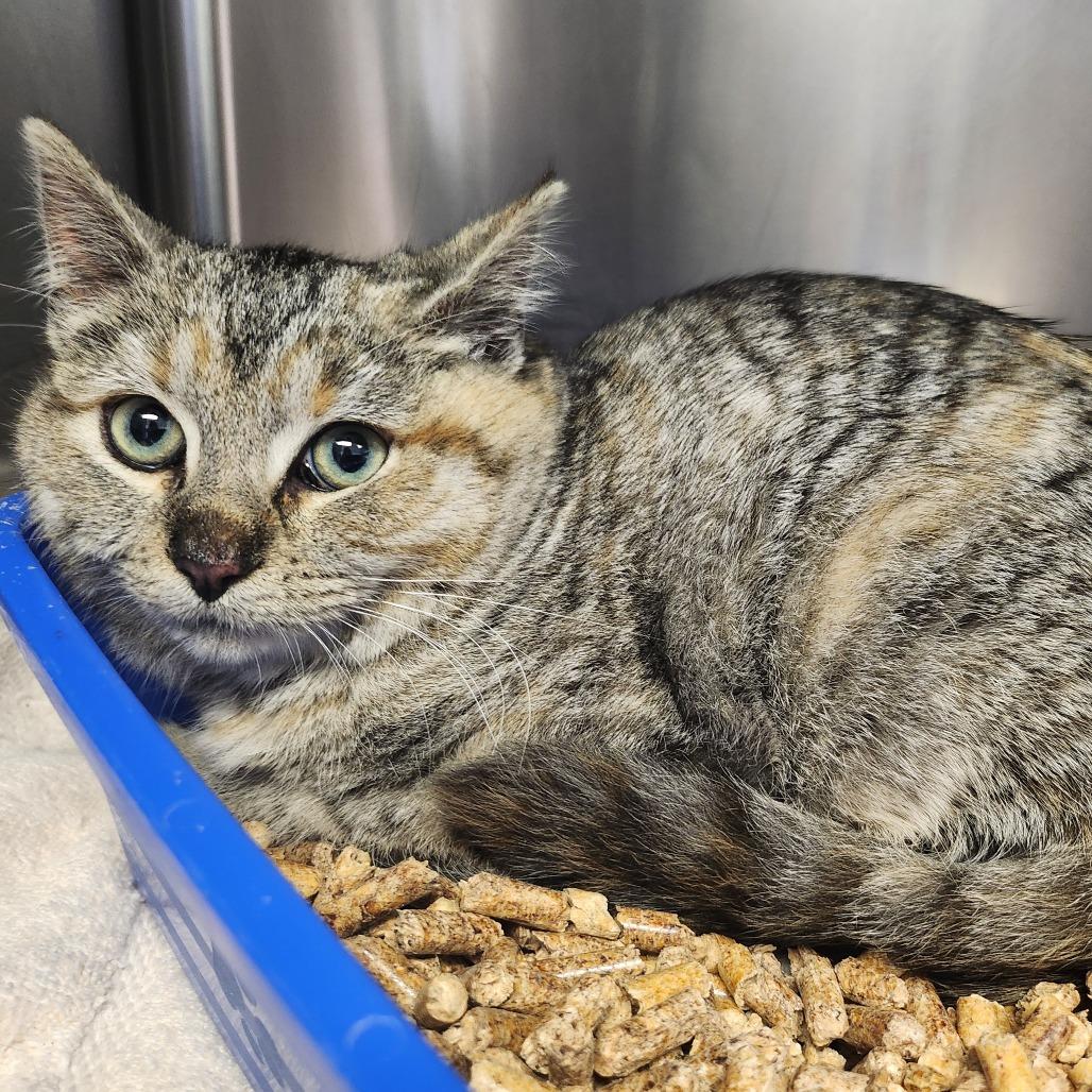 Enlarge Honey, a Adoptable Domestic Short Hair in Harrisonburg, VA image 3/3