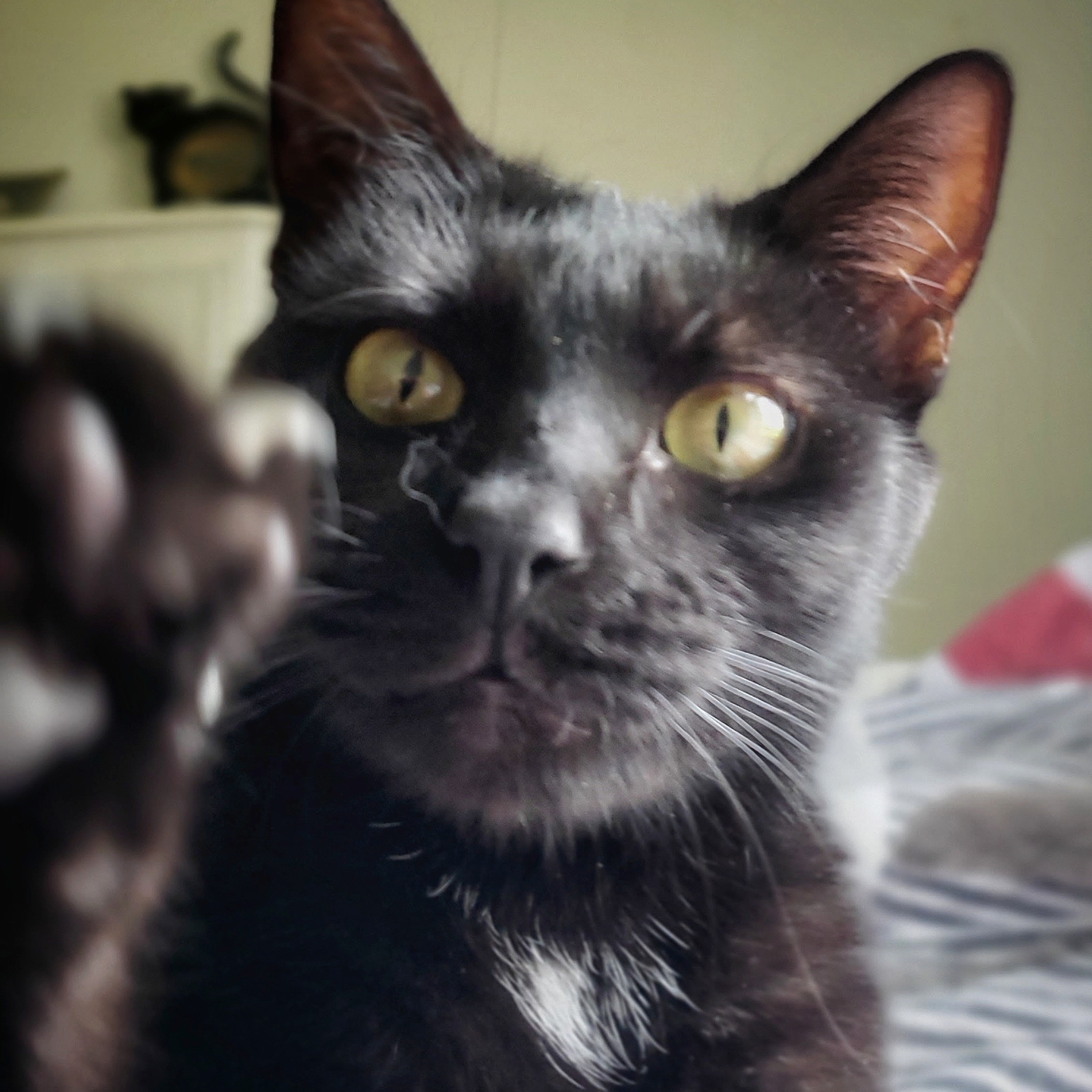 Enlarge Jill, an adoptable Domestic Short Hair in Tabor City, NC image 1/3