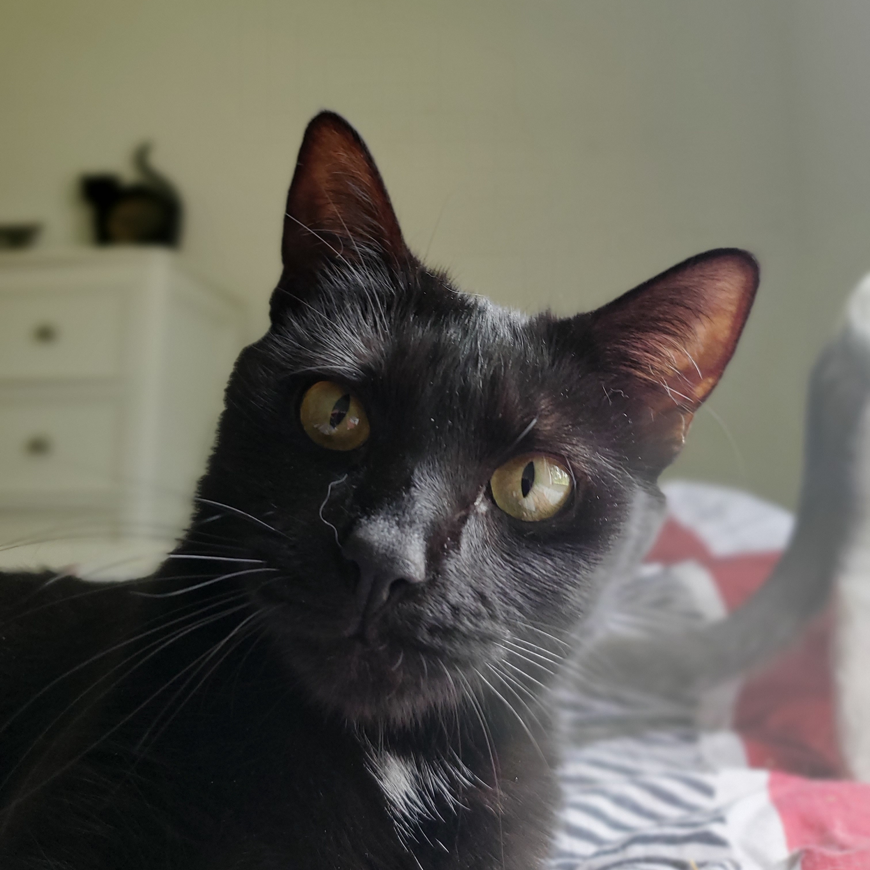 Enlarge Jill, an adoptable Domestic Short Hair in Tabor City, NC image 2/3