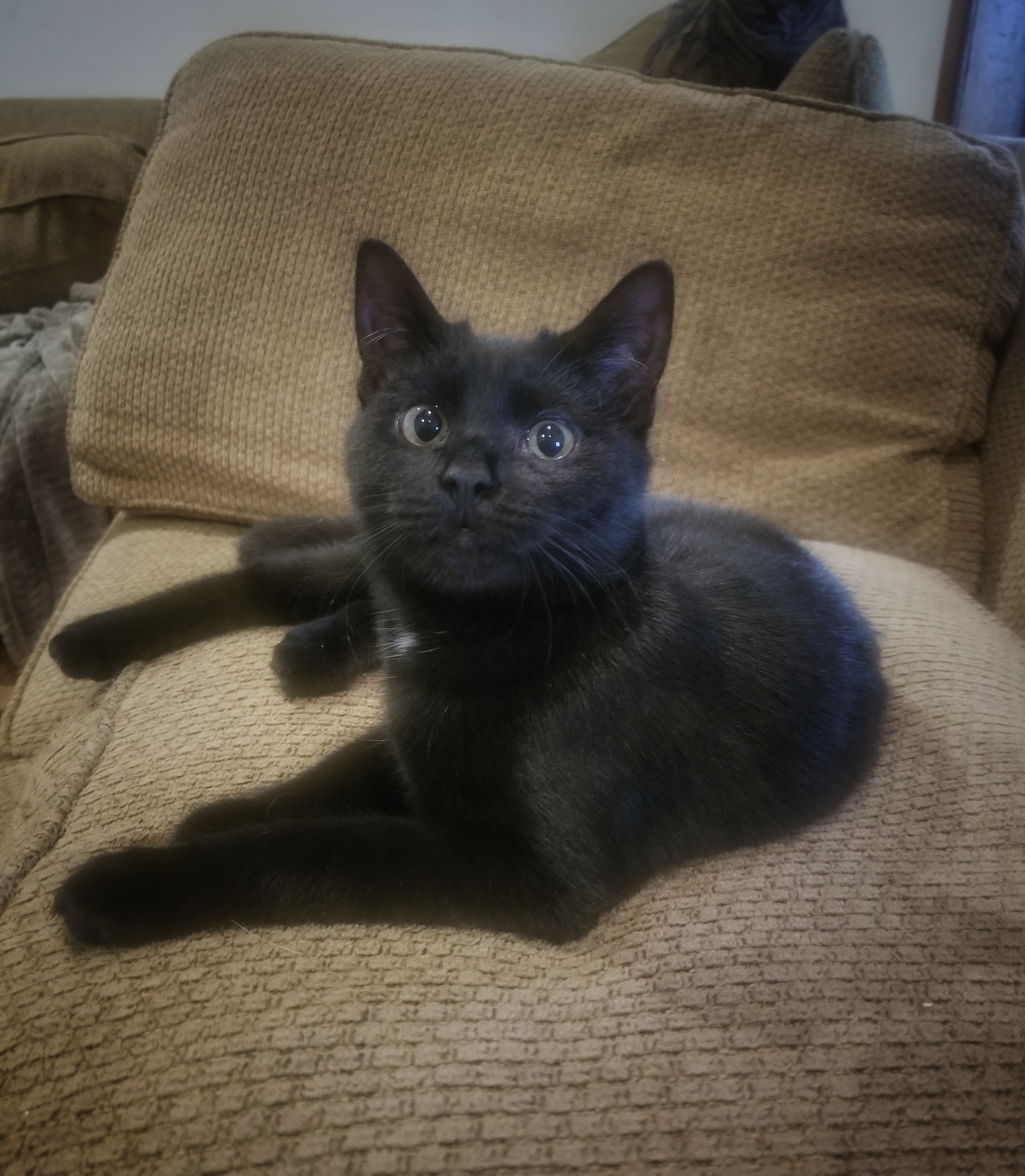 Enlarge Jill, an adoptable Domestic Short Hair in Tabor City, NC image 3/3