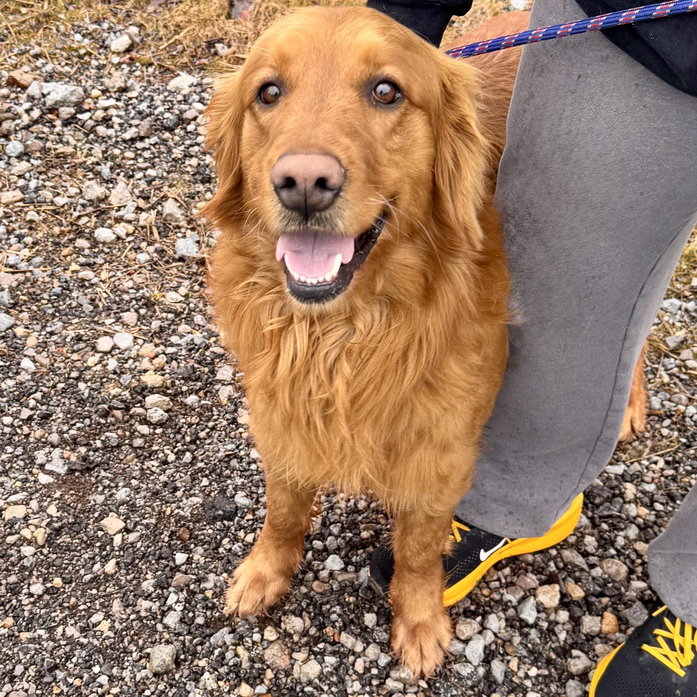 Enlarge RUSTY, an adopted Golden Retriever in Wilmington, OH image 4/5