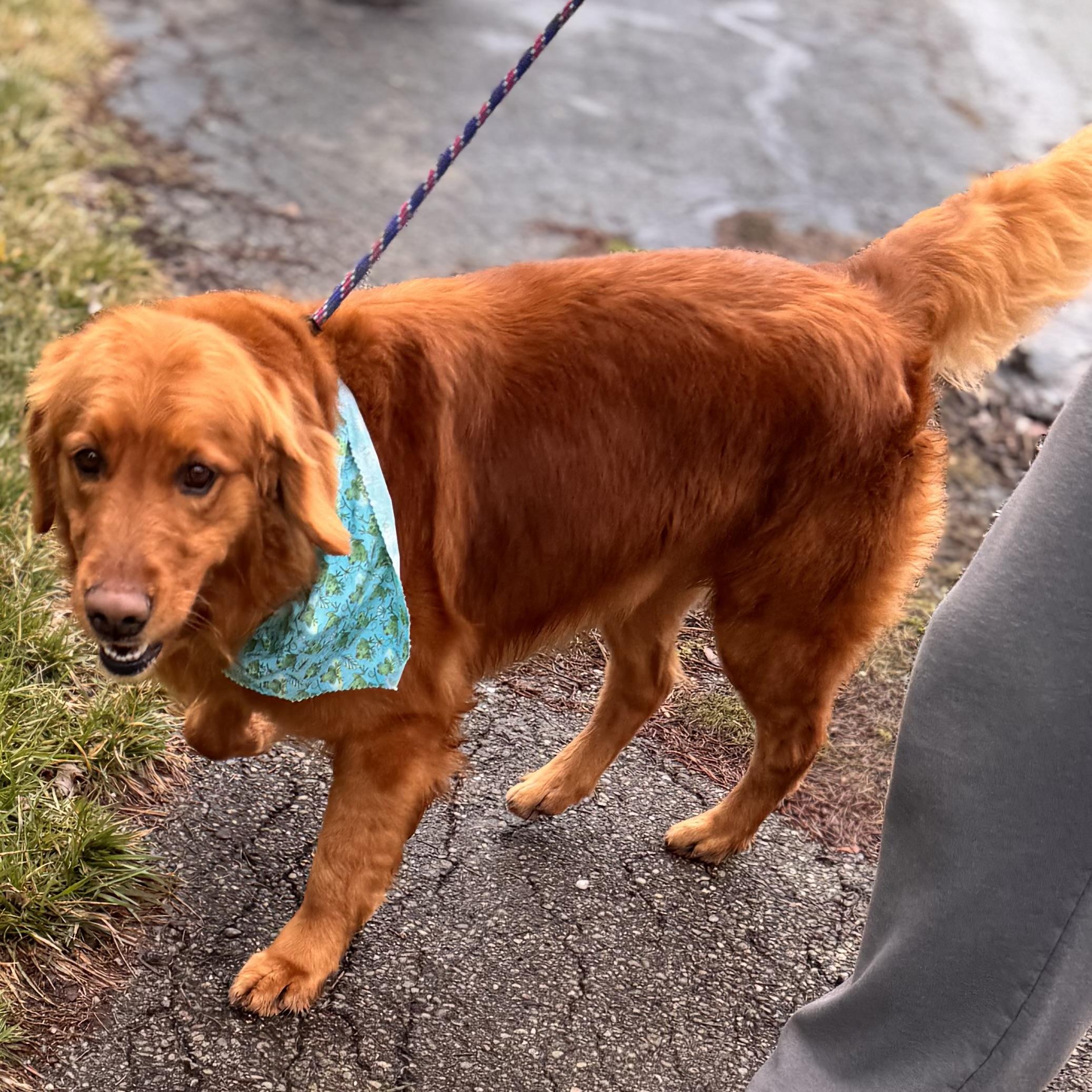 Enlarge RUSTY, an adopted Golden Retriever in Wilmington, OH image 3/5