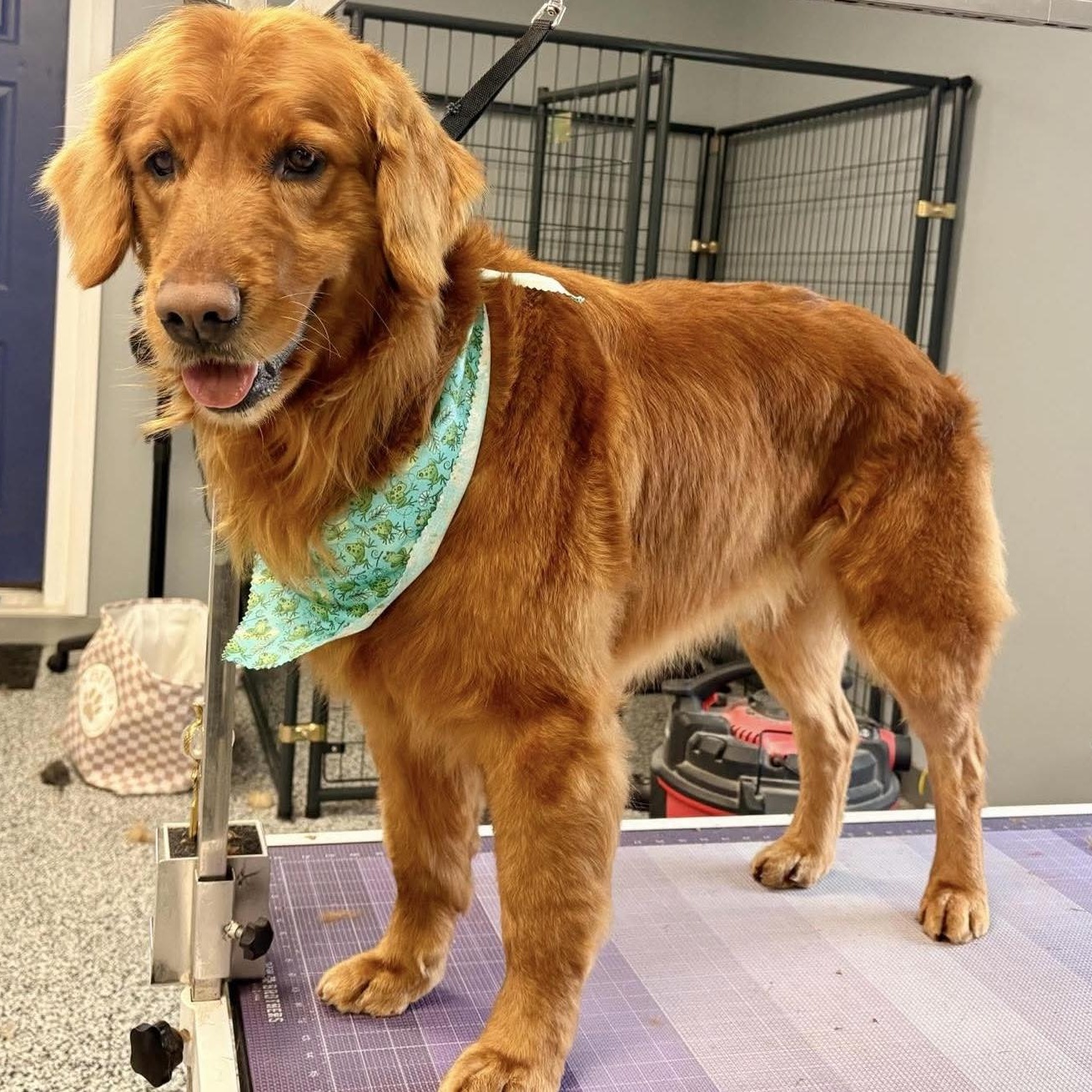 Enlarge RUSTY, an adopted Golden Retriever in Wilmington, OH image 5/5
