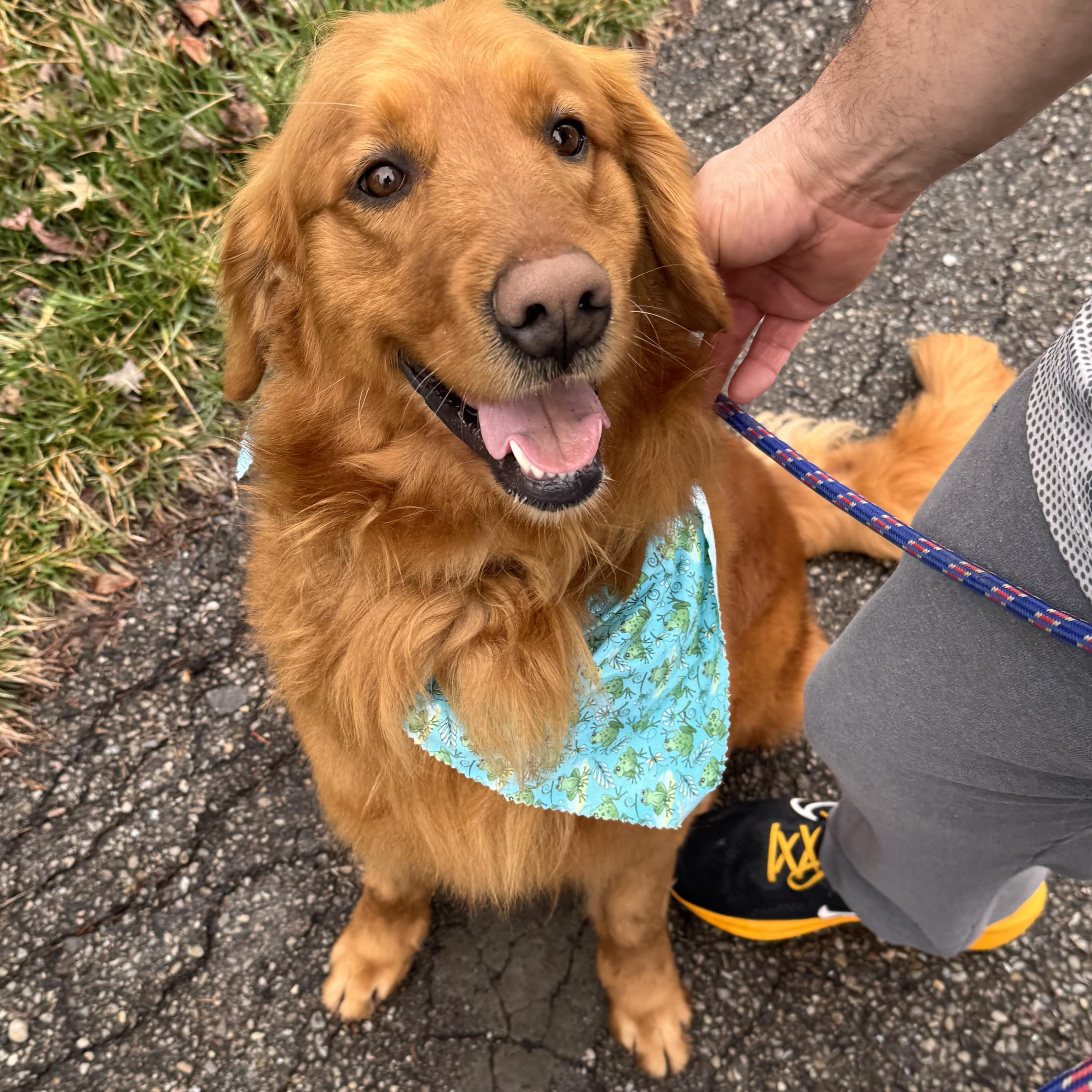Enlarge RUSTY, an adopted Golden Retriever in Wilmington, OH image 1/5