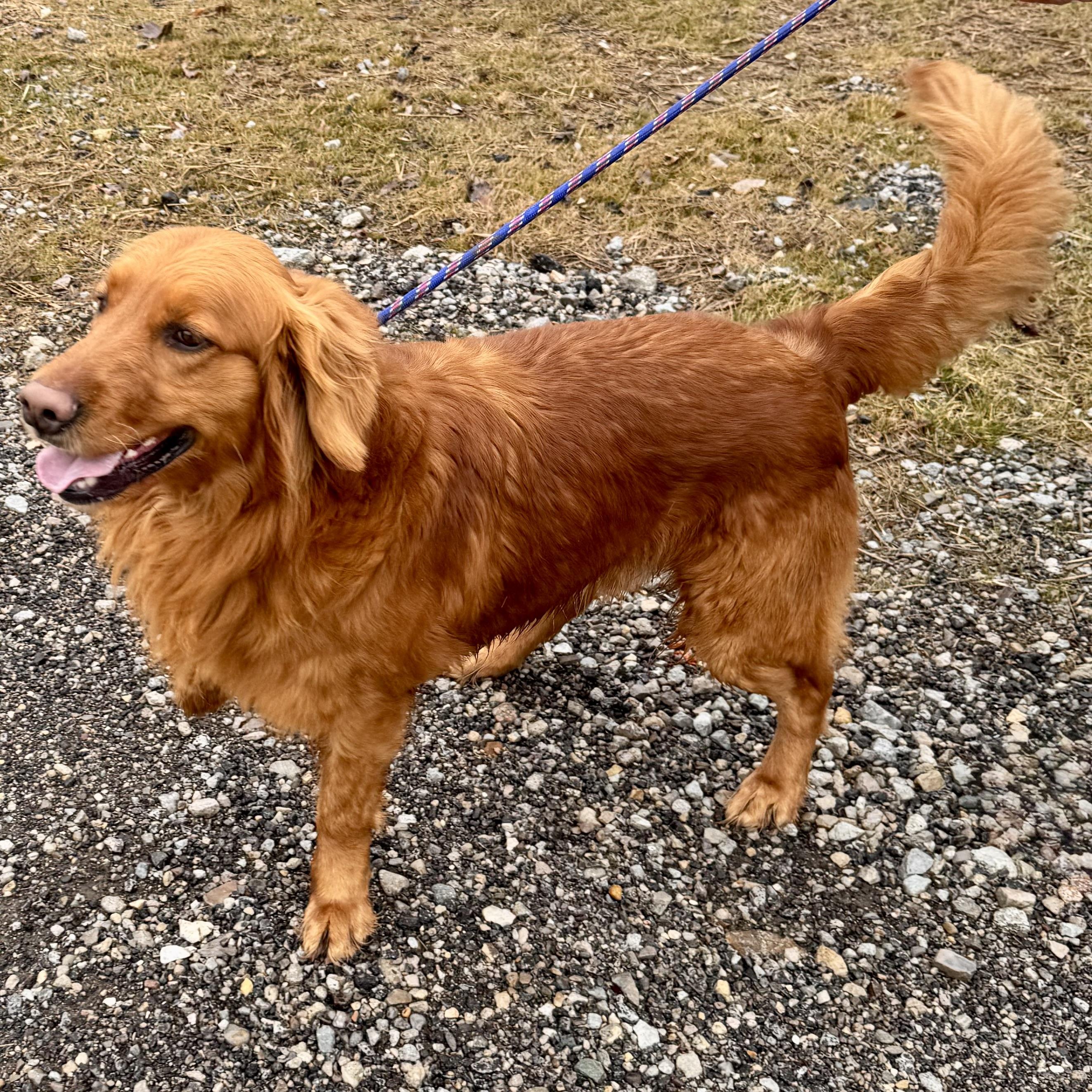 Enlarge RUSTY, an adopted Golden Retriever in Wilmington, OH image 2/5