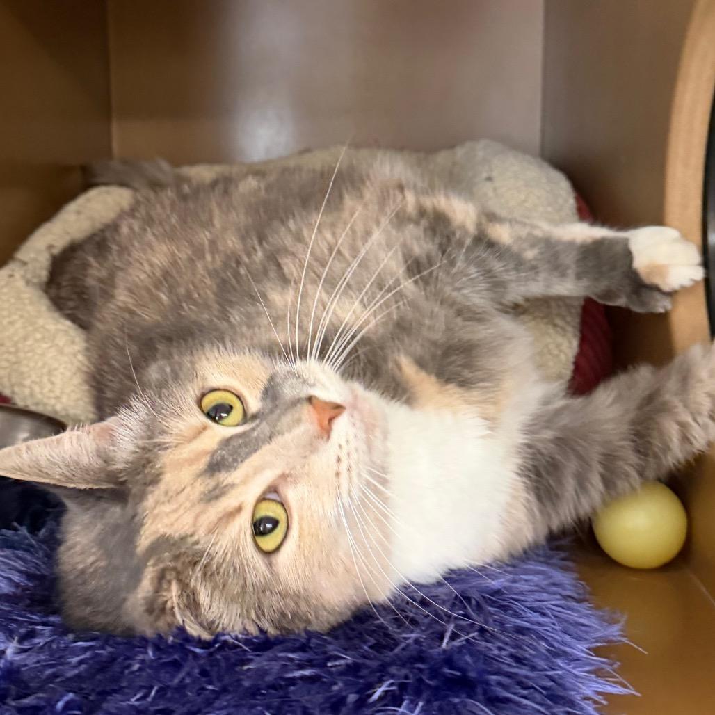 Piper, Adoptable, Senior Female Domestic Short Hair.