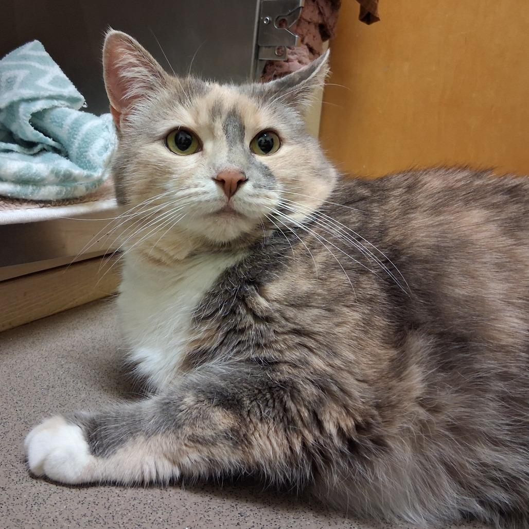 Piper, Adoptable, Senior Female Domestic Short Hair.