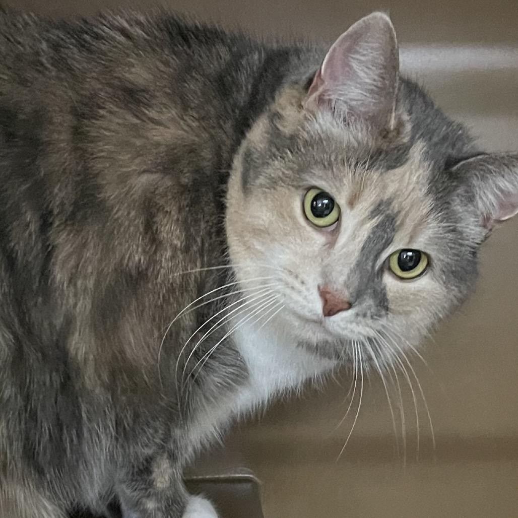 Enlarge Piper, a Adoptable Domestic Short Hair in Middlebury, VT image 2/3