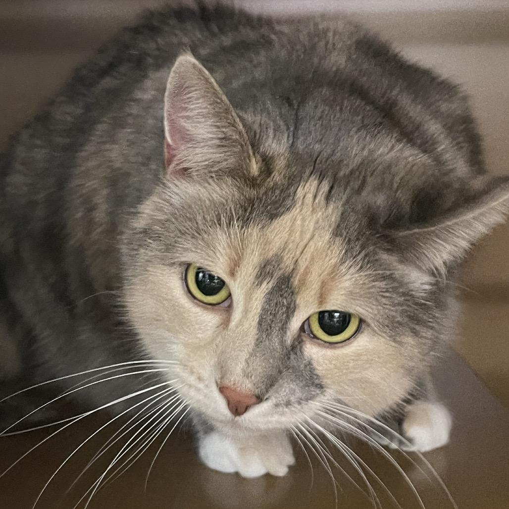 Enlarge Piper, a Adoptable Domestic Short Hair in Middlebury, VT image 3/3