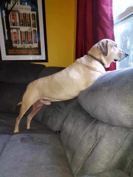 Enlarge Henry, a Adoptable mixed breed in Glendale, NY image 3/6