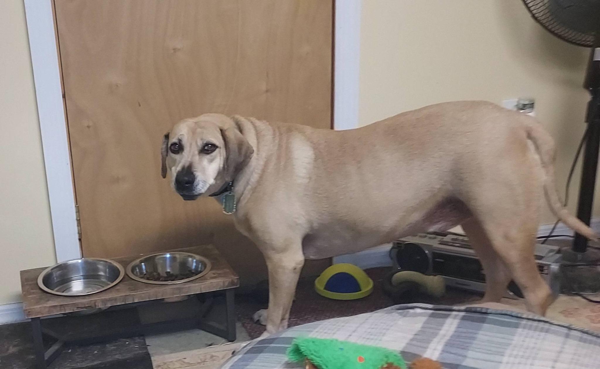 Enlarge Henry, a Adoptable mixed breed in Glendale, NY image 6/6