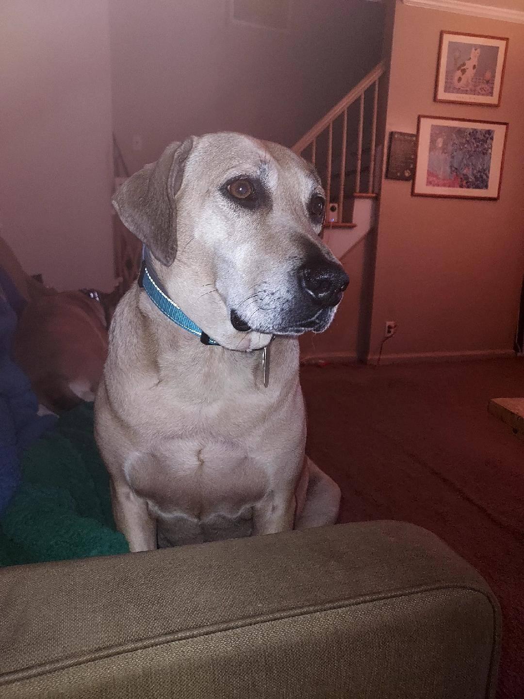 Enlarge Henry, a Adoptable mixed breed in Glendale, NY image 4/6