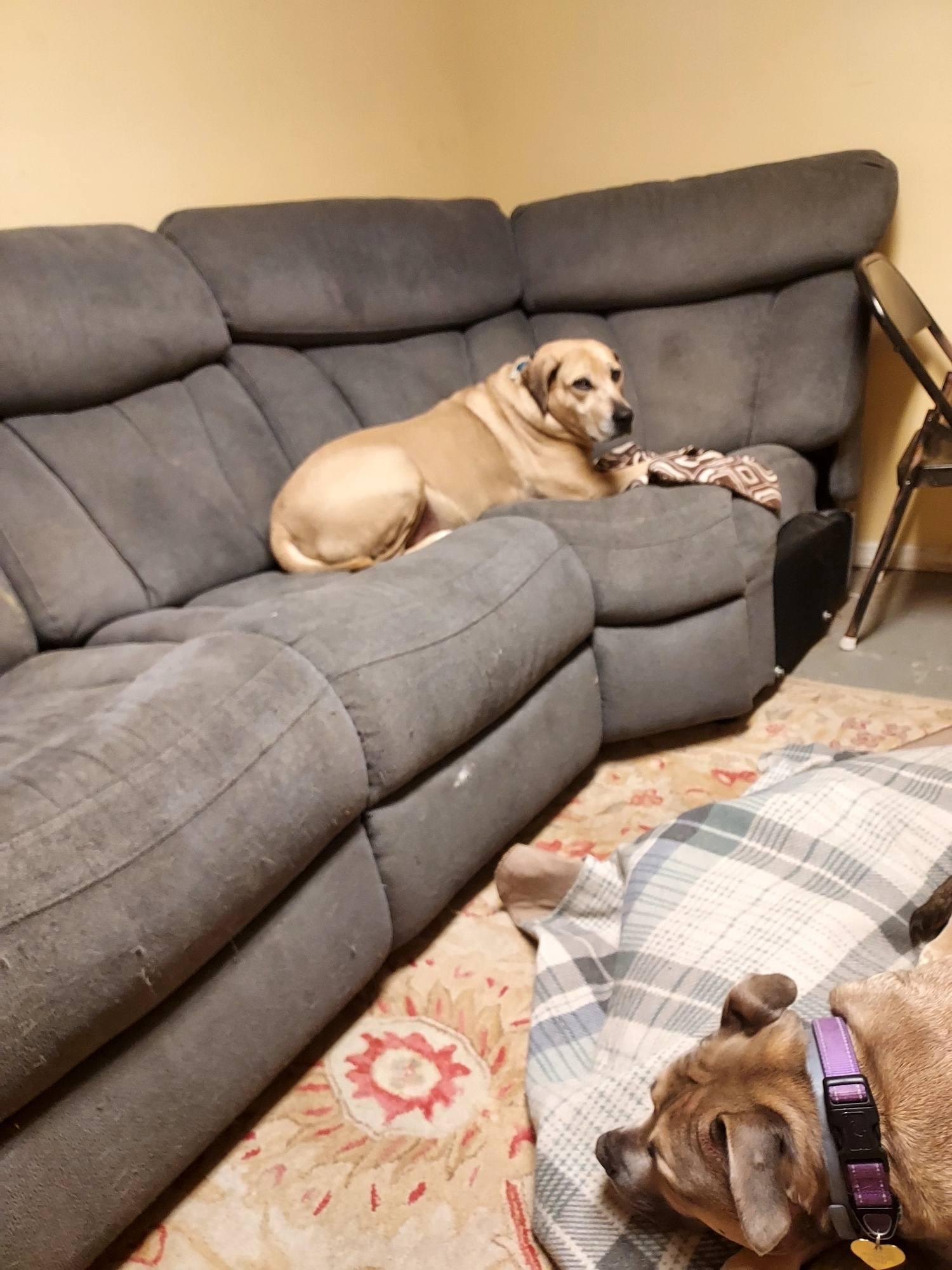 Enlarge Henry, a Adoptable mixed breed in Glendale, NY image 5/6