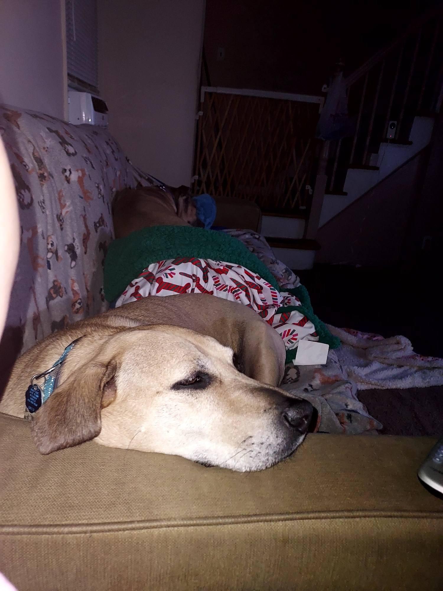 Enlarge Henry, a Adoptable mixed breed in Glendale, NY image 2/6