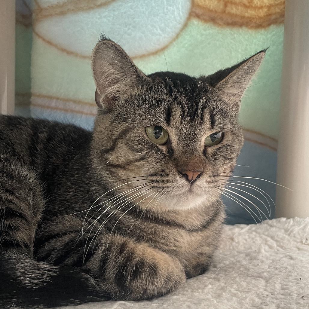 Enlarge Riverman, a Adoptable Domestic Short Hair in Chicago, IL image 1/2