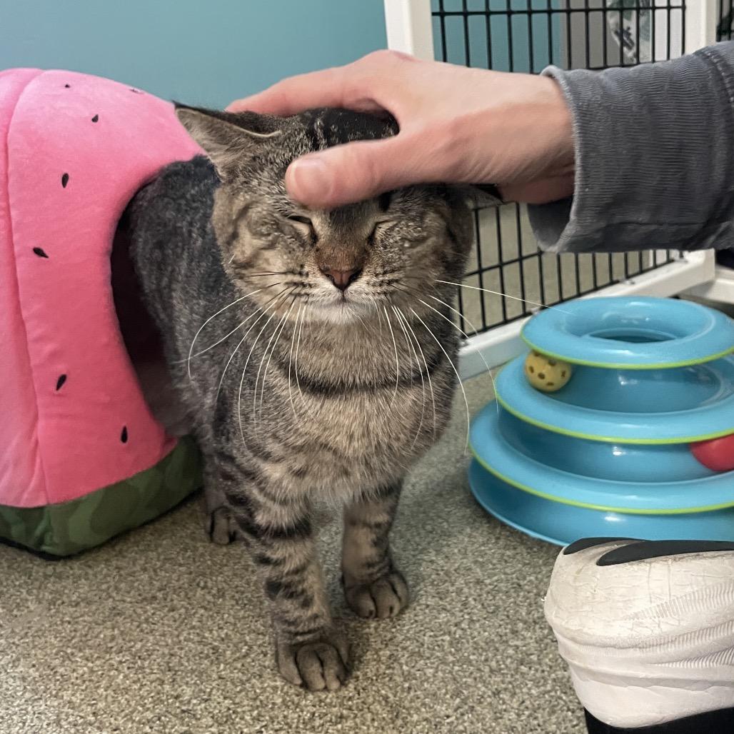 Enlarge Riverman, a Adoptable Domestic Short Hair in Chicago, IL image 2/2