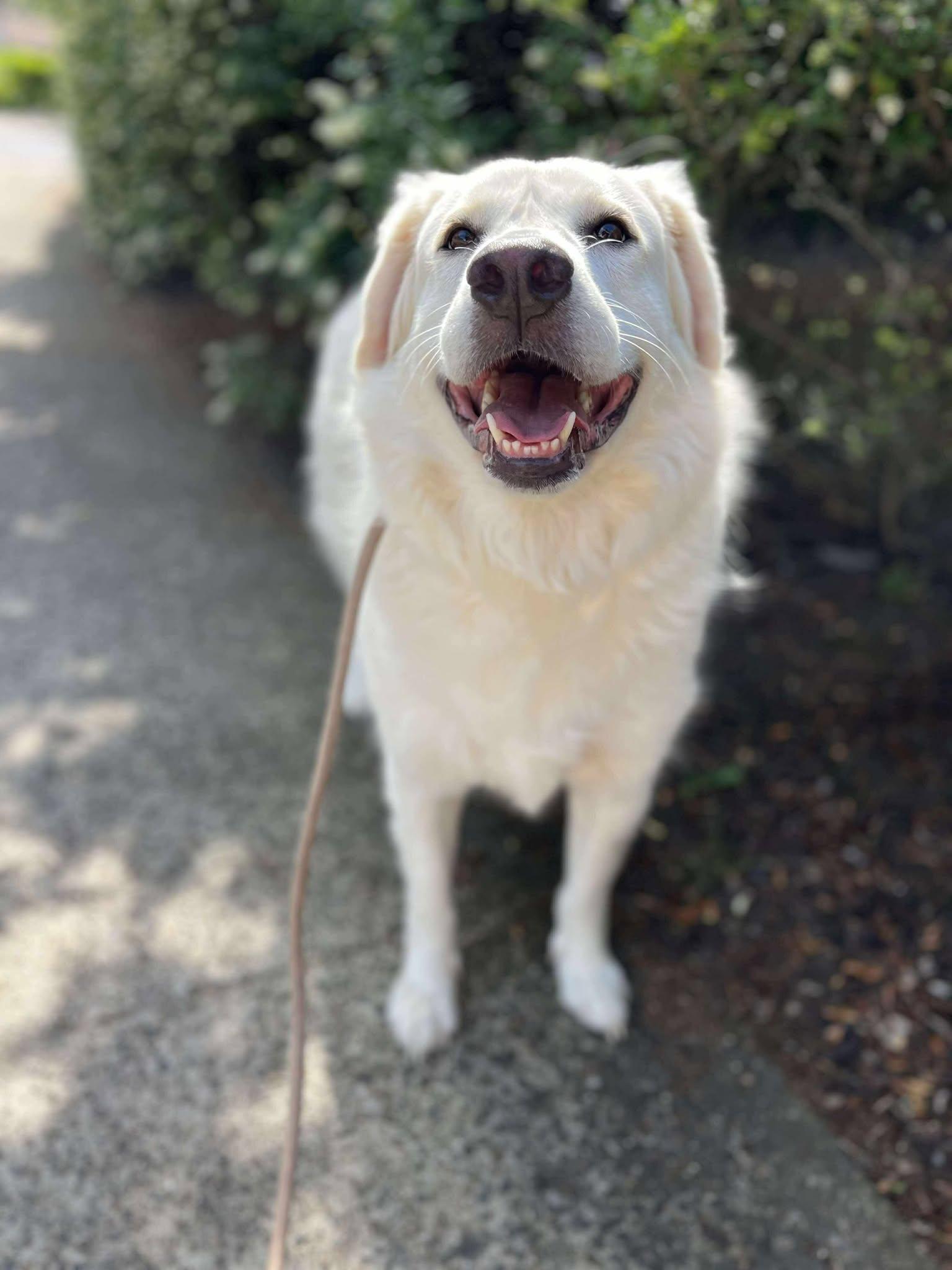 Sylvie, Adult Female Great Pyrenees