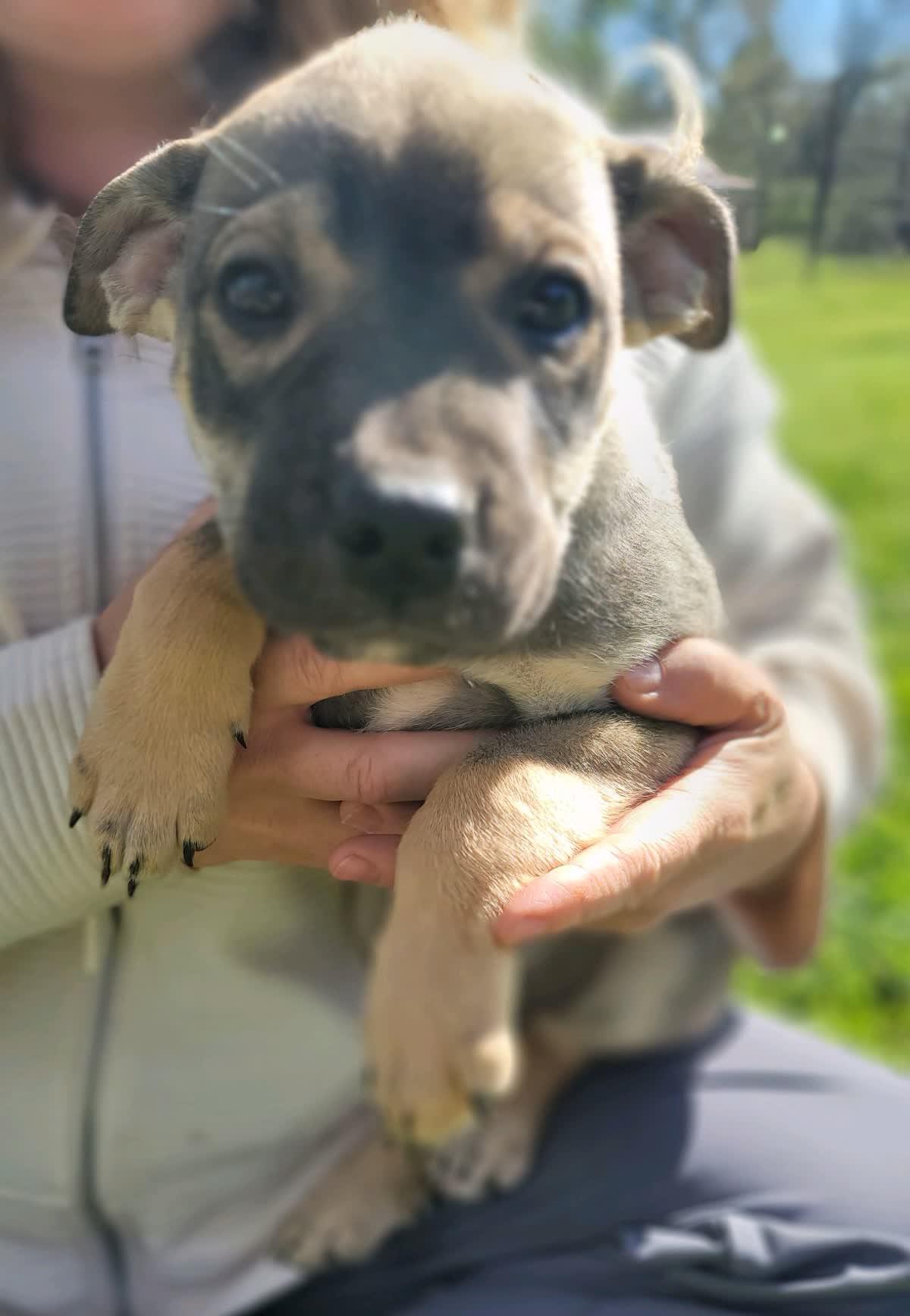 Sawyer, Adoptable, Puppy Male Shepherd.