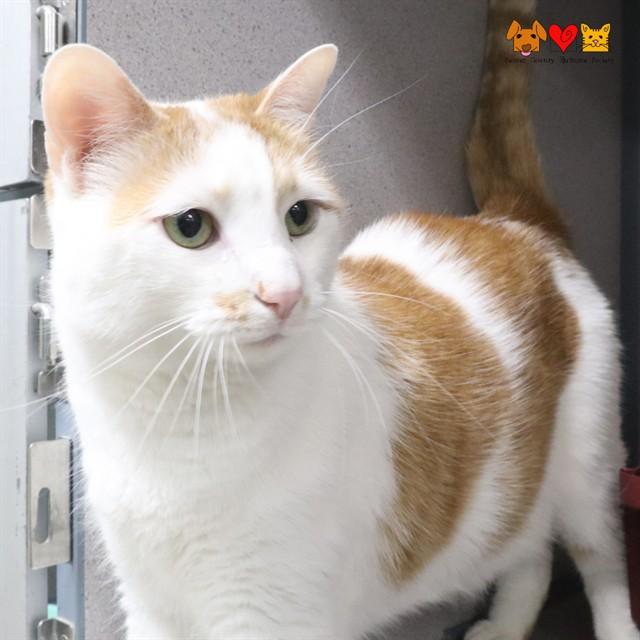 Enlarge SWIRL, a Adoptable Domestic Short Hair in Aliquippa, PA image 1/1