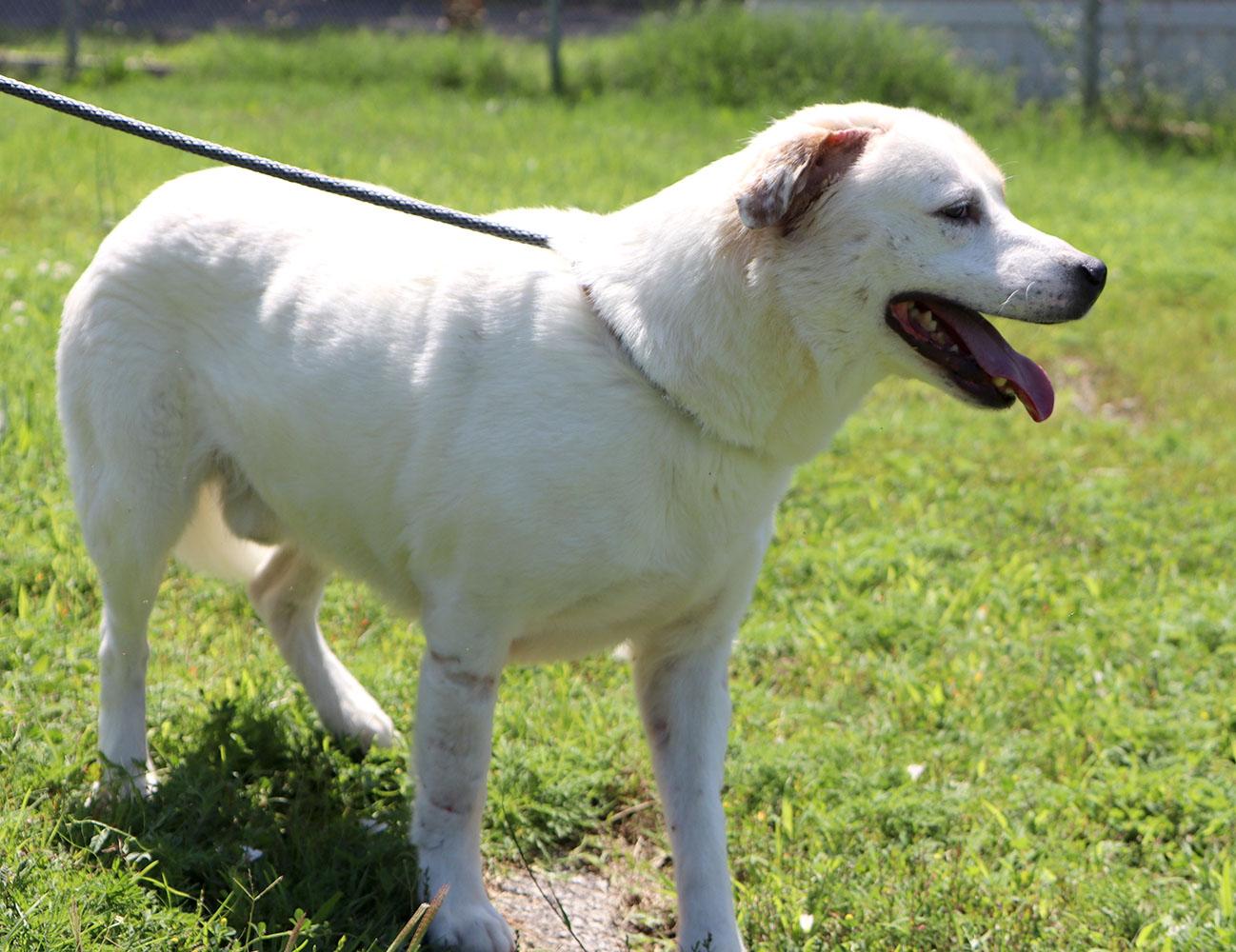 Storm (AO36631), a ADOPTABLE mixed breed in Kansas City, KS image 3/6