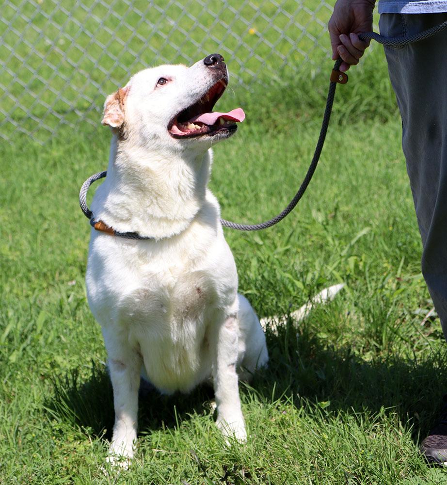 Storm (AO36631), a ADOPTABLE mixed breed in Kansas City, KS image 5/6