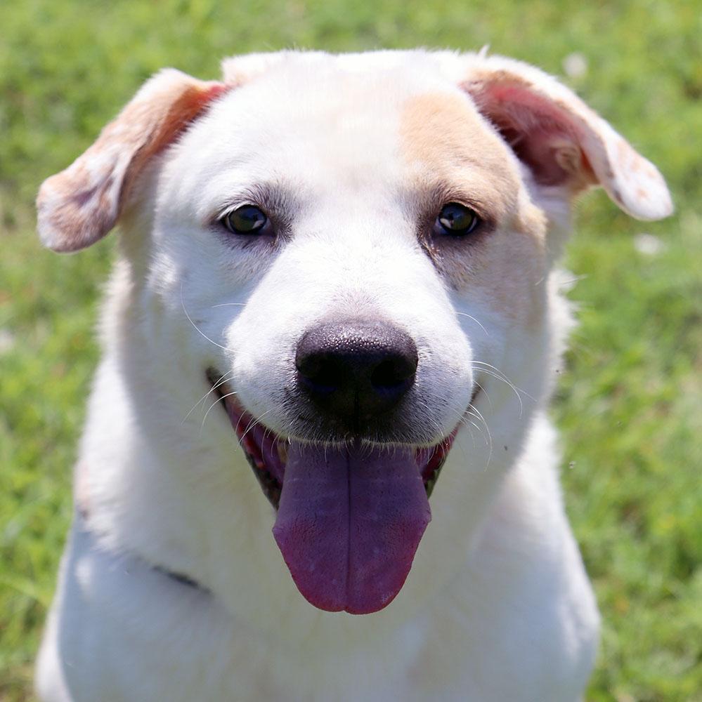 Storm (AO36631), a ADOPTABLE mixed breed in Kansas City, KS image 1/6