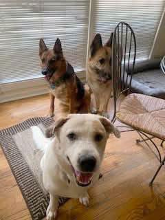 Storm (AO36631), a ADOPTABLE mixed breed in Kansas City, KS image 2/6