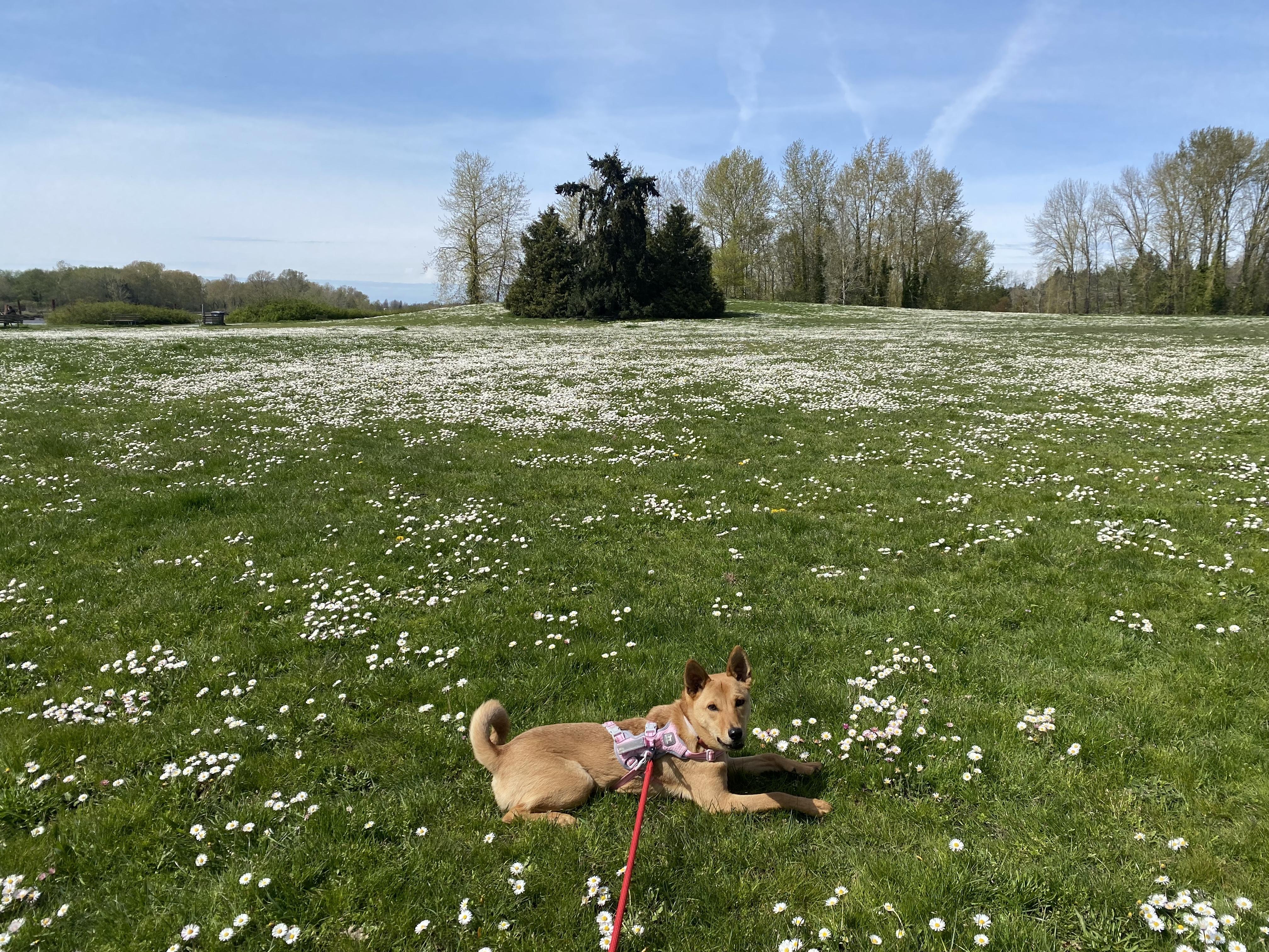Lily, a Adoptable Mountain Dog in Vancouver, BC image 2/6
