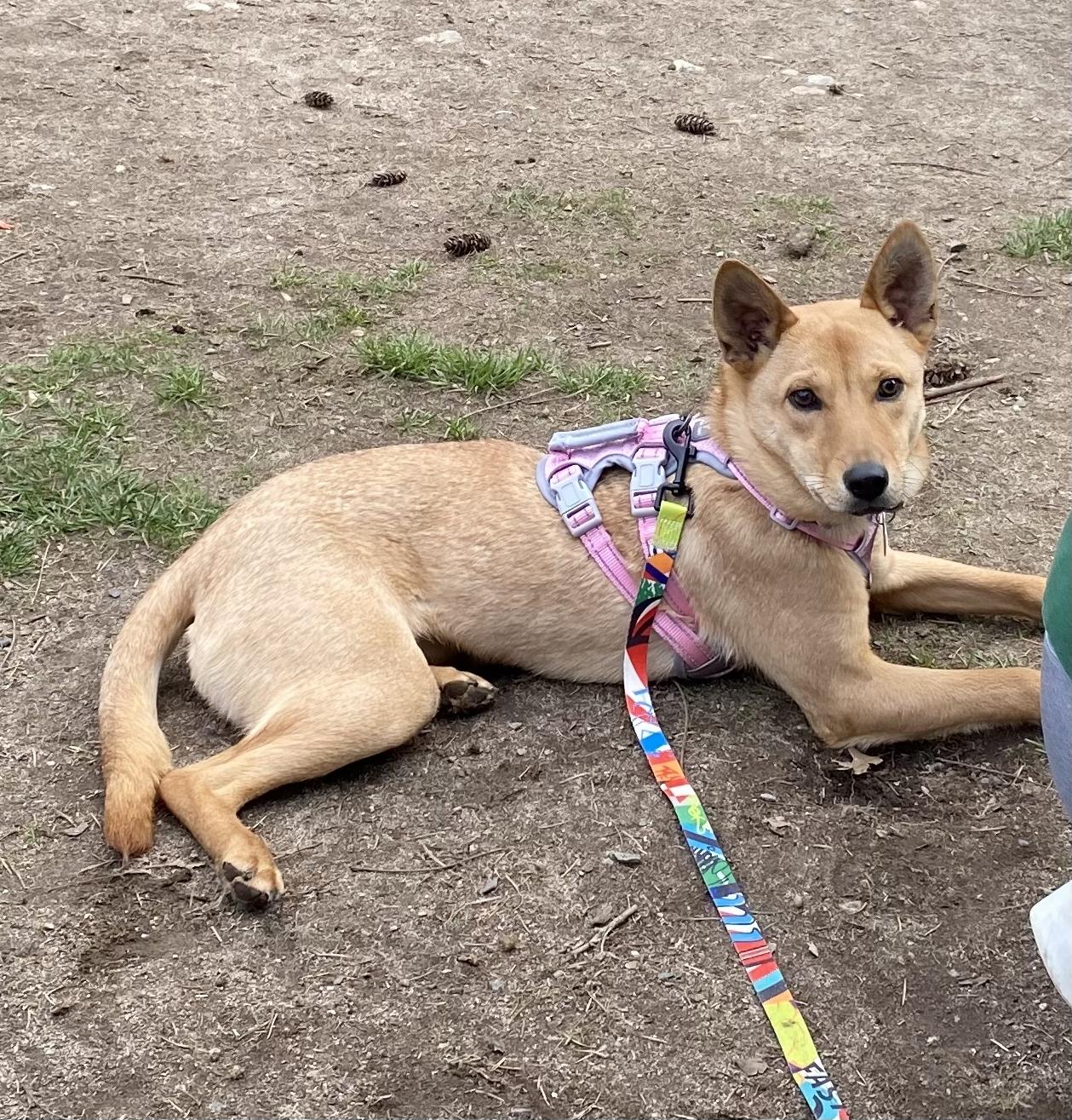 Lily, a Adoptable Mountain Dog in Vancouver, BC image 3/6