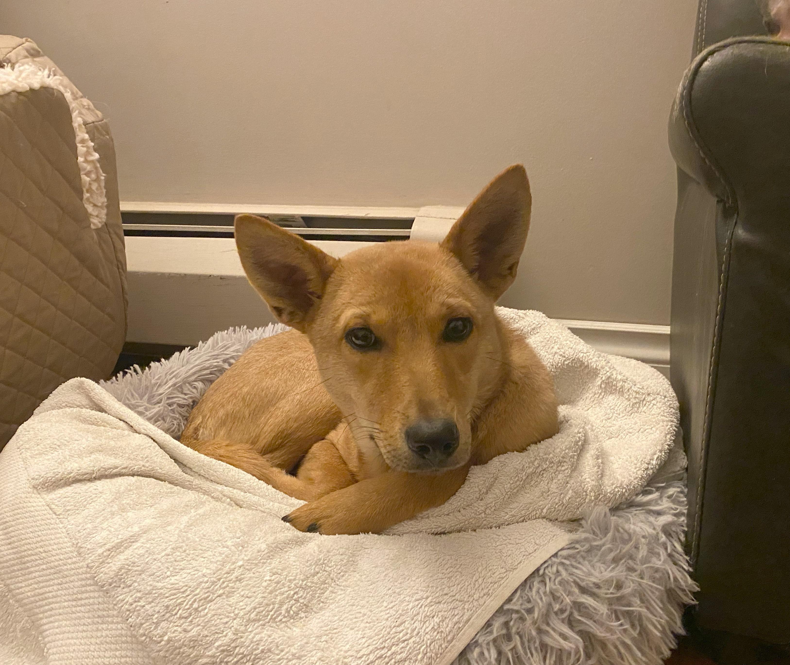 Lily, a Adoptable Mountain Dog in Vancouver, BC image 4/6