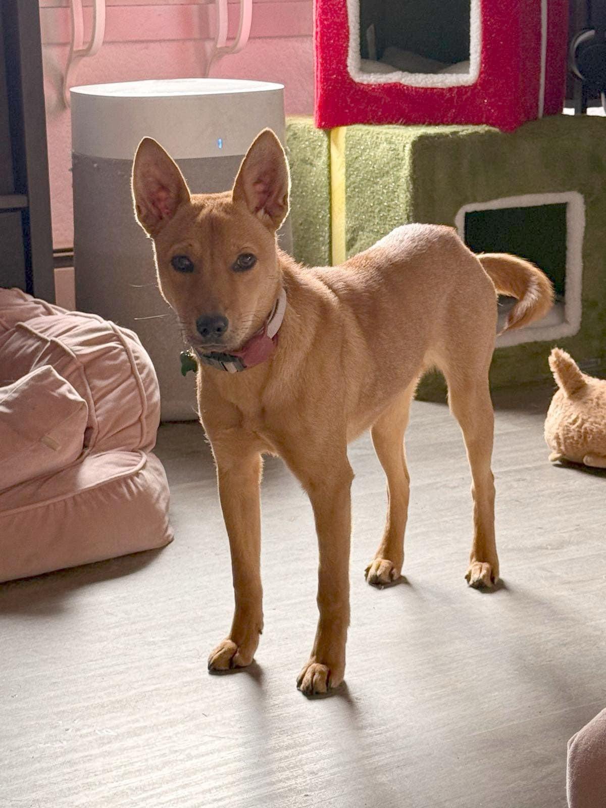 Lily, a Adoptable Mountain Dog in Vancouver, BC image 5/6