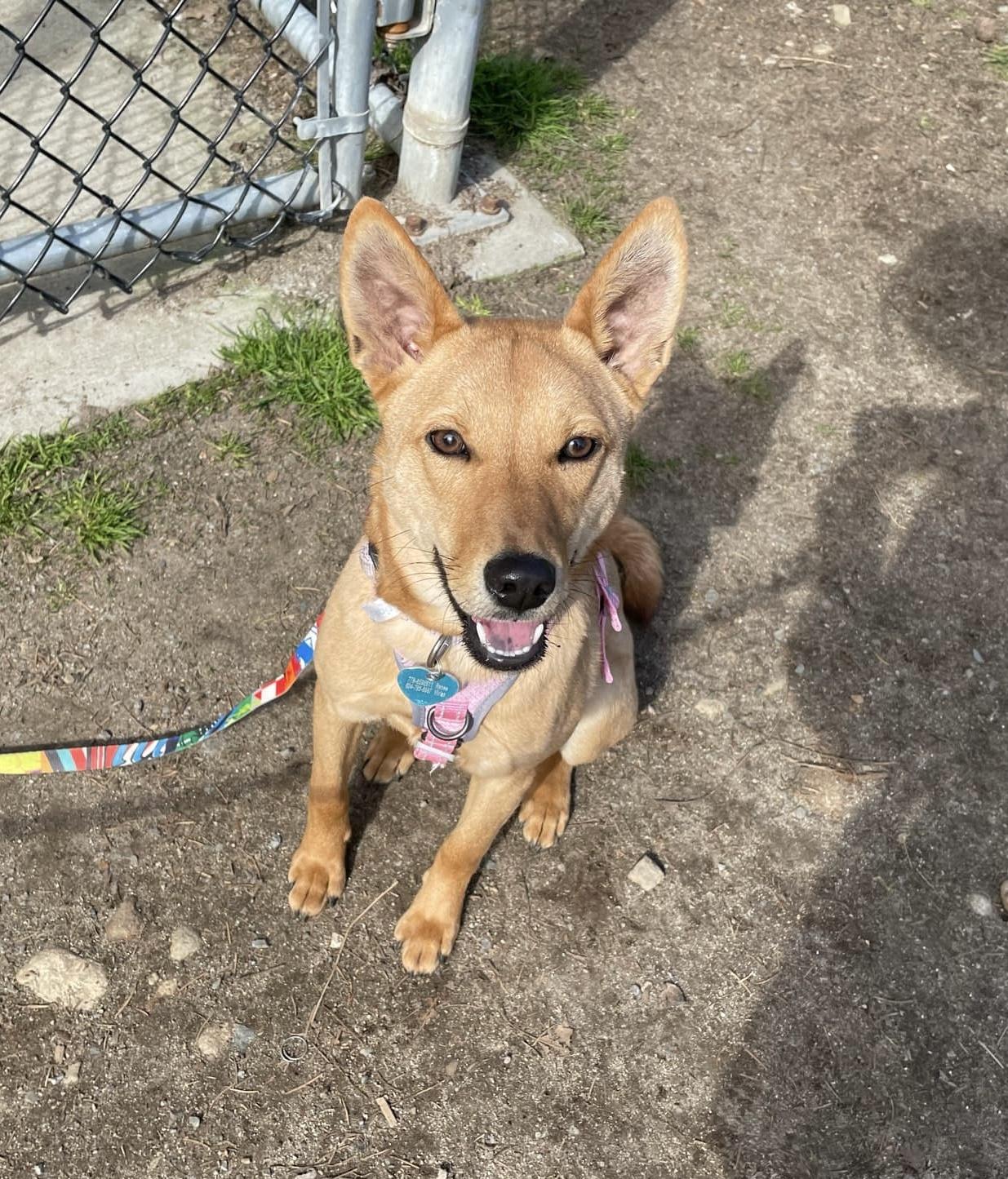 Lily, a Adoptable Mountain Dog in Vancouver, BC image 6/6