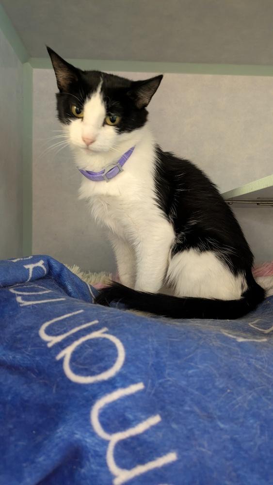 Enlarge Indie, a Adoptable mixed breed in Papillion, NE image 1/1