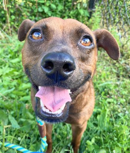 Minnie - Available in Foster, Adoptable, Adult Female Rat Terrier & Mixed Breed.